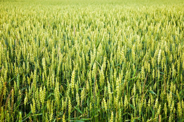 green ears of wheat