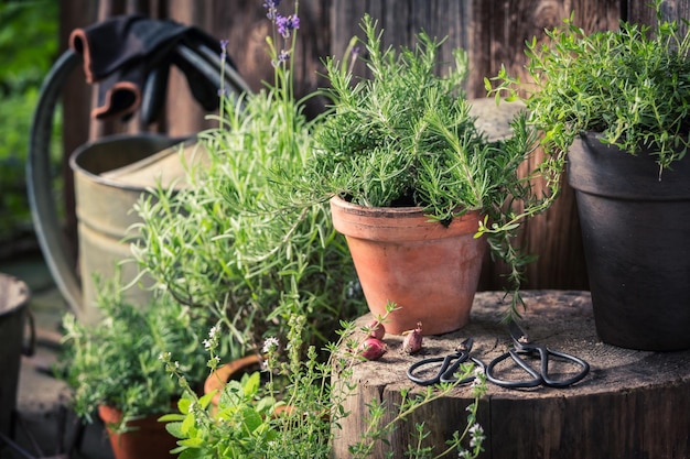 Green and ecological herbs in summer garden