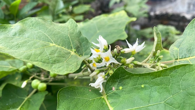 Green eggplant plants flower on nature or backyard planting Turkey berrySolanum torvum