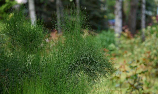 Green Ephedra viridis bush in the park