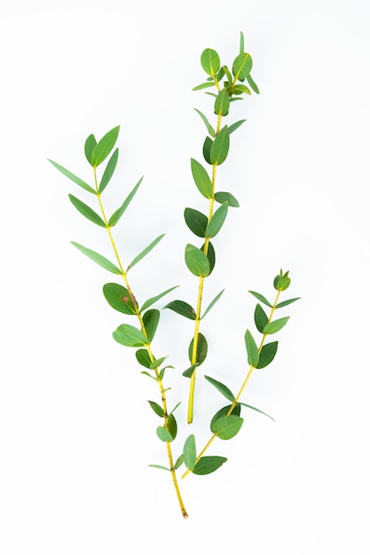 Green eucalyptus branch isolated on white Sprig with green leaves on white background