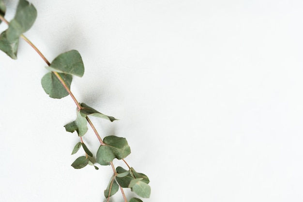 Green eucalyptus twig on white background. minimalistic natural decor.