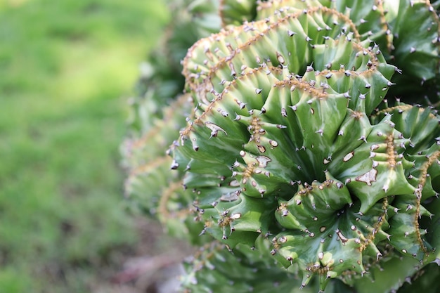 Green euphorbia lactea Beautiful coral green cactus Close up succulent plants on blurred background Spurge Euphorbia lactea cristata Interesting nature concept for background design Soft focus