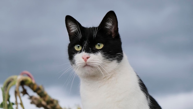 Green-eyed black and white cat staring intently in a gray stormy sky. Reflecting on a stormy day