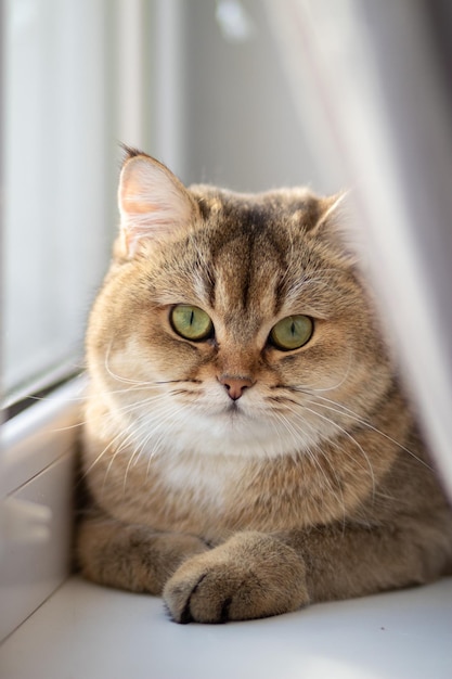 Green eyed British Shorthair Golden Chinchilla NY25