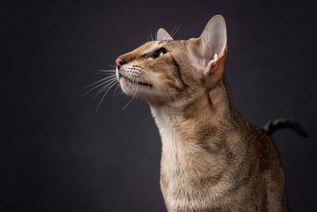 Green Eyed Oriental Cat With Tabby fur and Big Ears Sitting and turn back side view