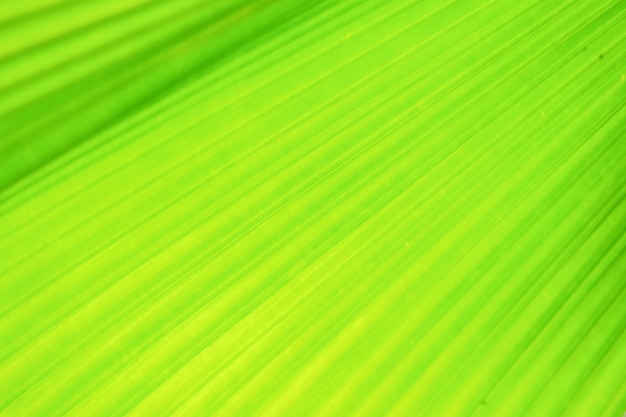 Green fan palm leaf on blurred motion background,