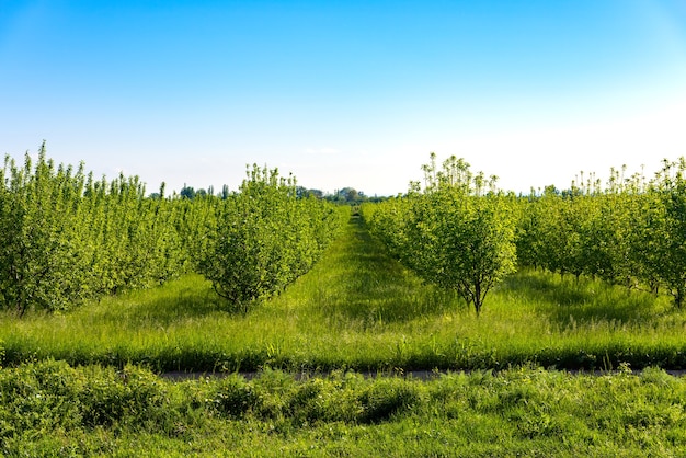 Green farm gardens