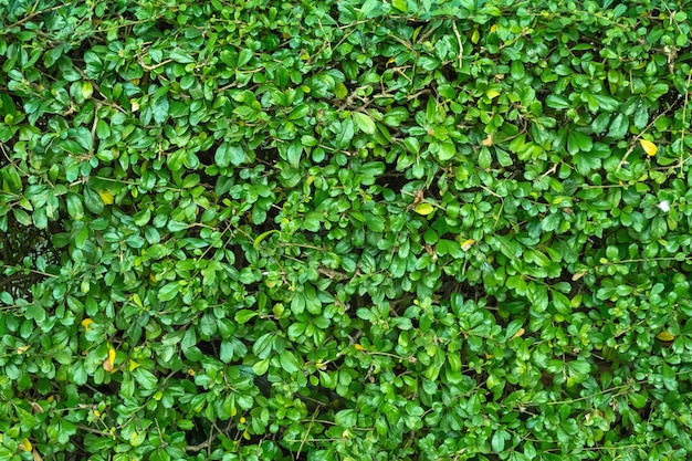 Green fence of leaves wall.