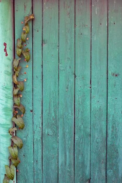 Green fence planks with an iron pillar on which green ivy grows Green planks are shabby and old with peeling paint