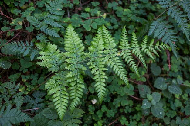 Green fern on a background of green plants in the coniferous forest, Carpathians