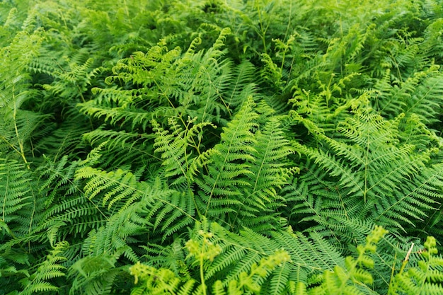 Green fern background