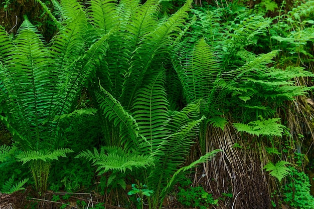 Green fern or fernleaved corydalis common ostrich