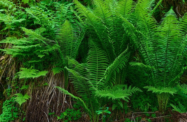 Green fern or fernleaved corydalis Common ostrich