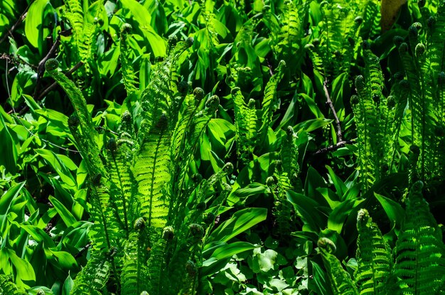 Green fern in a forest