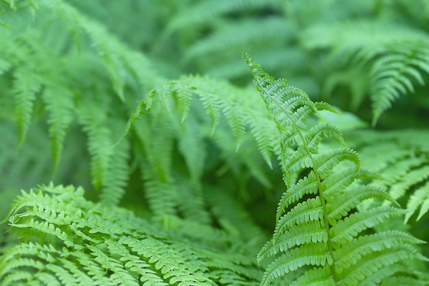 green fern leaf background