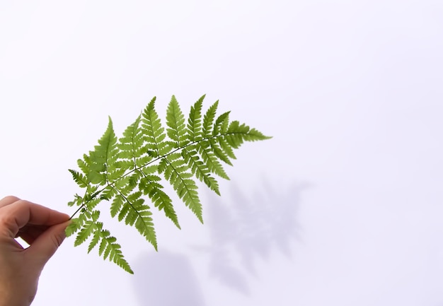 Green fern leaf in a hand