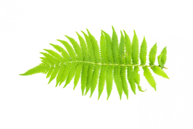 Green fern leaf isolated