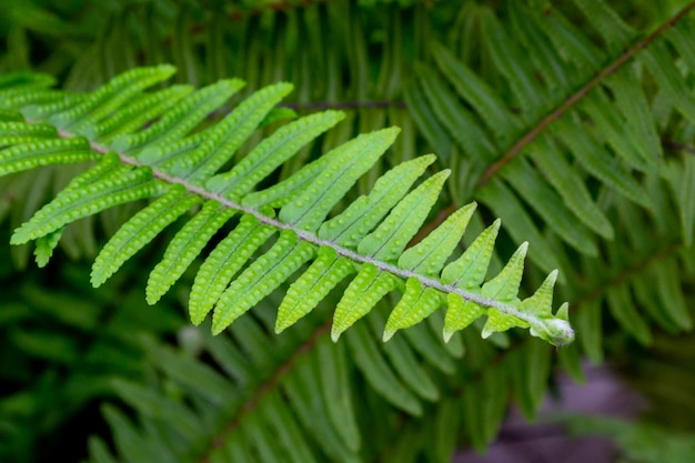 Green fern leaf texture.