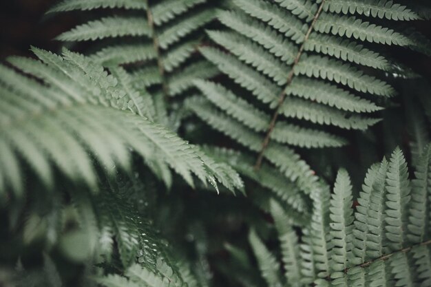 Photo green fern leaves in close up photography photo