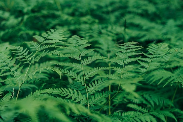 Green fern leaves in the forest textured natural background