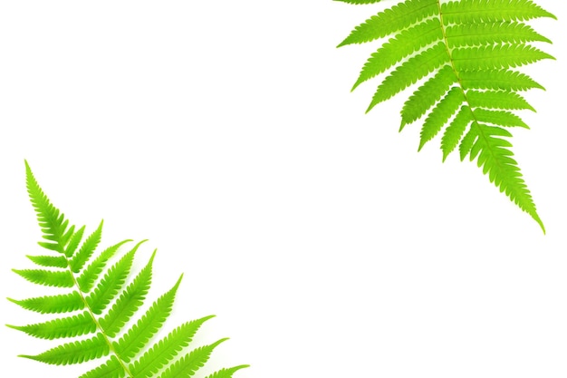 Green fern leaves isolated on white background with copy space