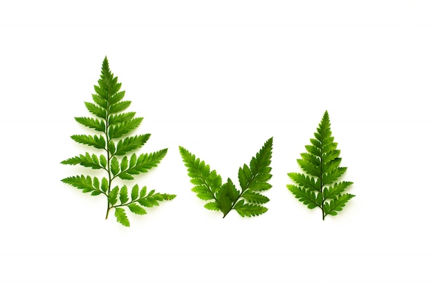 Green fern leaves isolated on white background