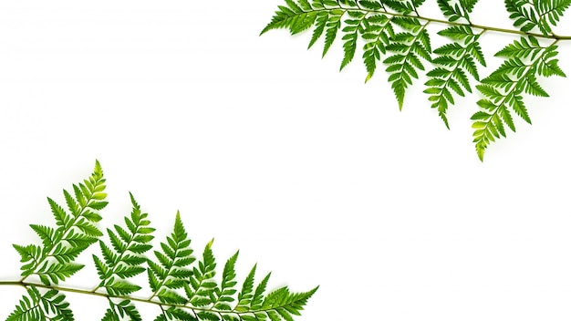 Green fern leaves isolated on white background