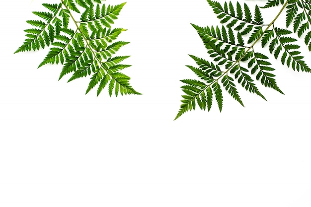 Green fern leaves isolated on white background