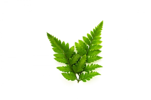 Green fern leaves isolated on white background