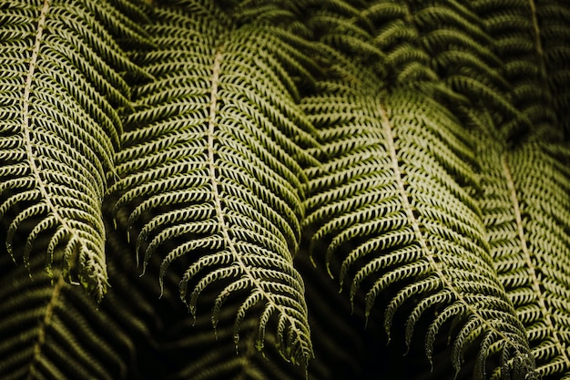 Photo green fern leaves photo