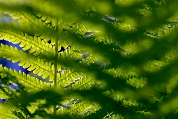 Green fern leaves in summer close up