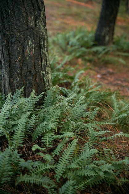 Green fern leaves on a sunny summer day Green branches of a fern in the forest Fern plants in the background of the forest Beautifully textured fern leaves in autumn