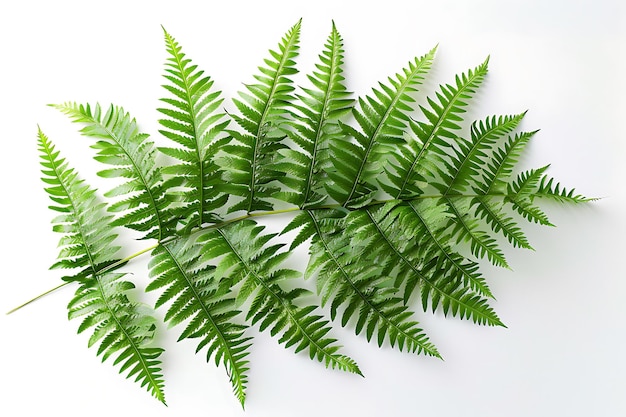 Green Fern Leaves on a White Background