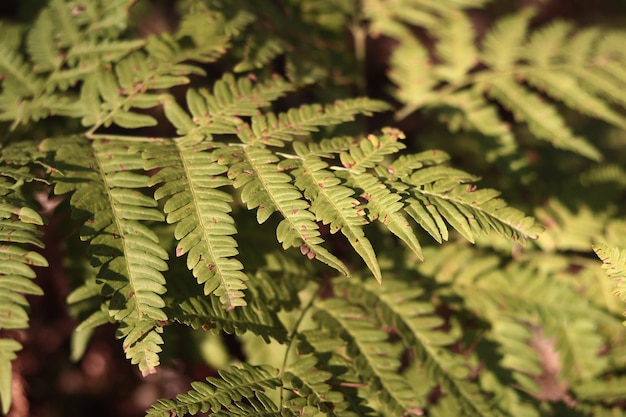 Green fern leaves with spots Ferns in the forest in summer closeup Fern growing on the forest floor