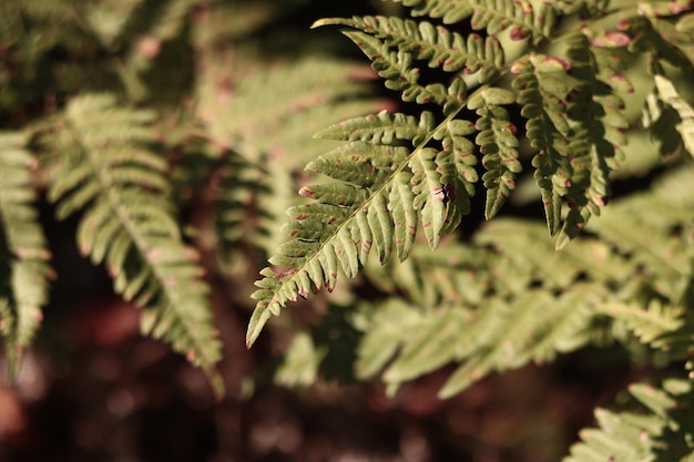 Green fern leaves with spots Ferns in the forest in summer closeup Fern growing on the forest floor