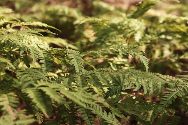 Green fern leaves with spots Ferns in the forest in summer closeup Vegetation Natural background Fern growing on the forest floor