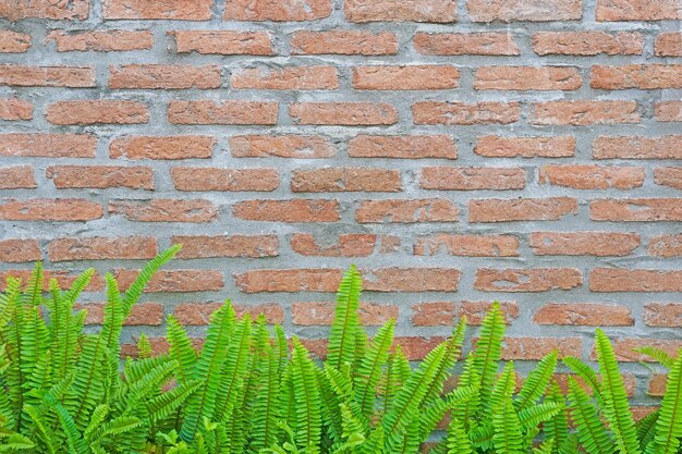 Green fern and moss on brick wall for texture background