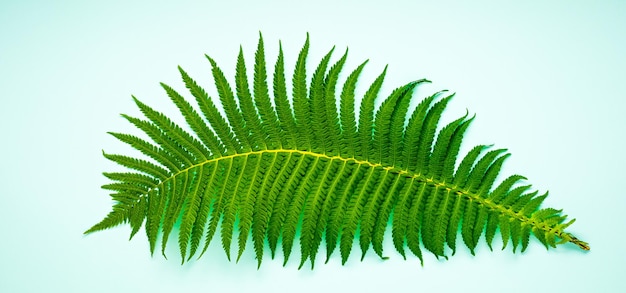 Green fern on a pastel turquoise background ecofriendly concept