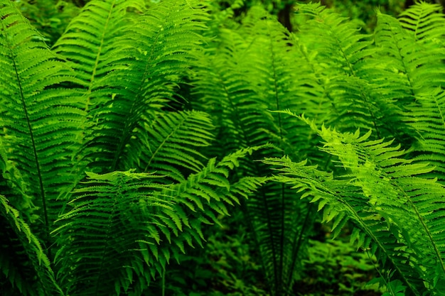 Green fern plants in the forest on spring