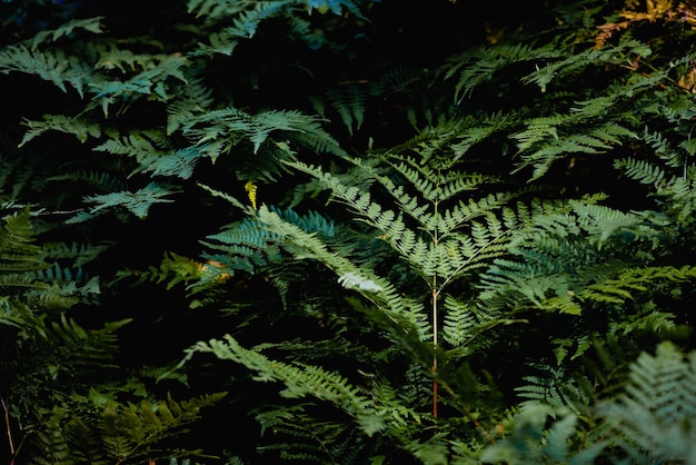 Green fern in a rainy forest daylight nature