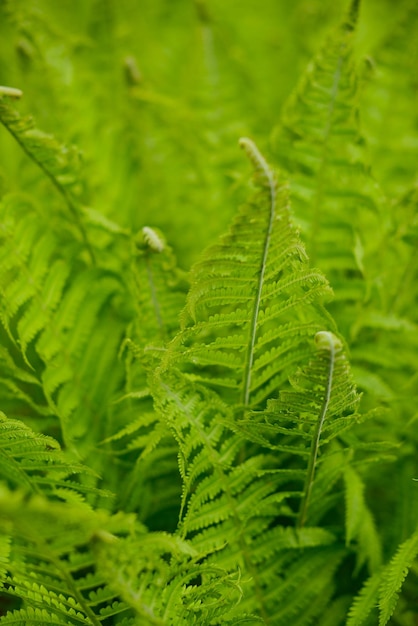 Green fern tropical forest fern leaves texture soft focus blurred background