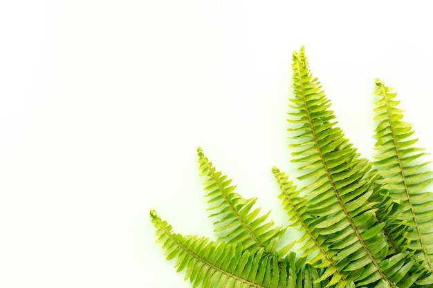 green fern on white background