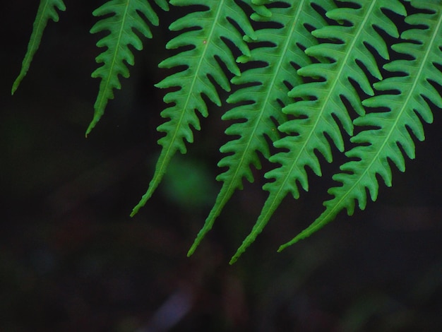 Photo green fern wild floral