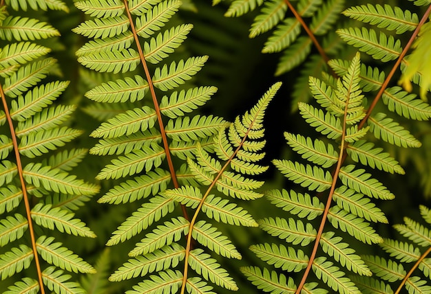 Photo a green fern with a green leaf that says  wild