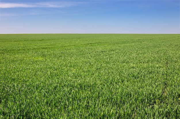 Green field on a background of the blue sky