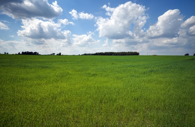 Green field and beautiful blue cloudy sky with light clouds. Agricultural landscape. Wide photo.