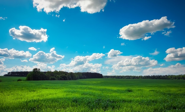 Green field and beautiful blue cloudy sky with light clouds Agricultural landscape Wide photo