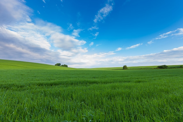 Green Field and Beautiful Sunset