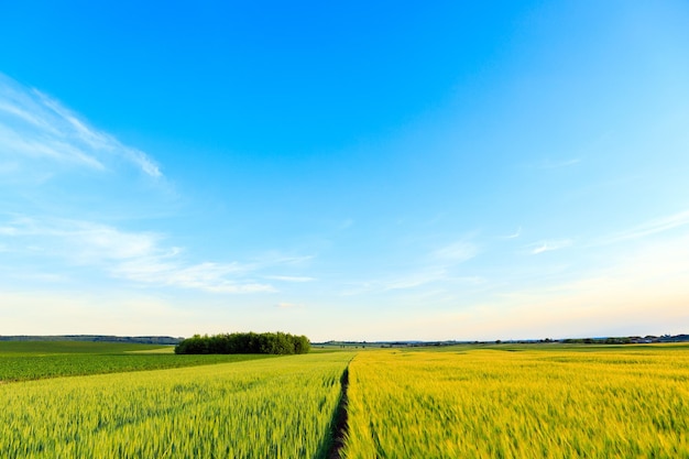 Green Field and Beautiful Sunset